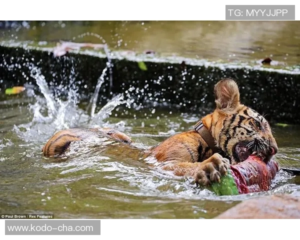 兵工厂与老虎分析的深度对比与启示探讨